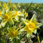 Daffodil New Baby