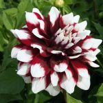 Bee friendly dahlia