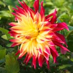 Stunning red and yellow dahlia