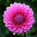 strong Dahlia