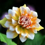 sturdy stemmed yellow Dahlia