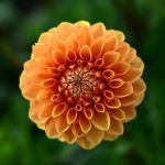 orange pompom Dahlias