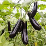   Aubergine De Barbentane