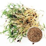 organic dill seeds