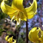 organic spring bulbs