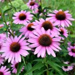 echinacea organic bulbs