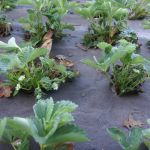 biocover with strawberries planted through