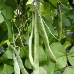 Organic Emergo Runner Bean