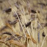 Organic Emmer Grain
