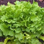 organic endive seeds