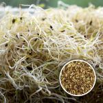 organic fennel seed for sprouting or microgreens.,