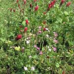 Fertility building mix summer green manure