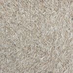 Organic Festulolium Seed