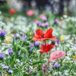 Flower meadow seeds