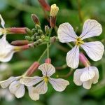 Fodder Radish Green Manure