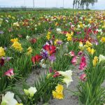 freesia mix bulbs