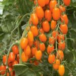 Organic Orange Drops Tomato Seeds