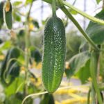 Gherkin 'Hokus'