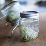 Glass Sprouting Jars