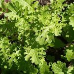 Organic Mustard Golden Frills