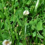 Species Rich Permanent Pasture