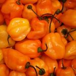 Pepper 'Habanero'