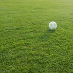 Hard Wearing Lawn Seed
