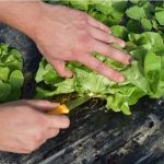 Harvesting Knives