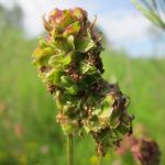 Organic Herb Mix for Grassland