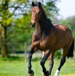 Horse pasture without clovers