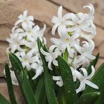 Organic spring bulbs