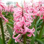 Organic Hyacinth 'Pink Pearl'