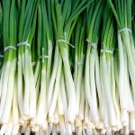 Bunching Onion Ischikrona