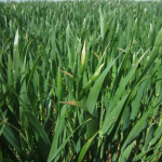 Organic Italian Ryegrass