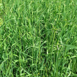 Organic Black Oats