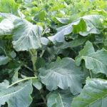 Kale 'Gruener Angeliter'