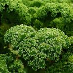 Organic Kale Dwarf Green Curled seeds