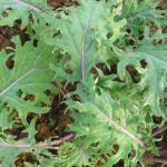 Organic Kale Red Russian