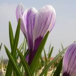 ORGANIC CROCUS KING OF THE STRIPED