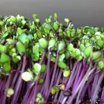 Red Kohl Rabi Microgreens