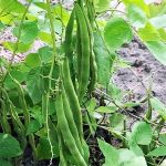 Lady Di Organic Seeds Runner Bean