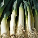 Leek 'Blue Green Winter/Husky'