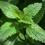 Melissa officinalis