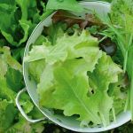 Salad Mix 'Mesclun'