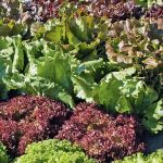 Lettuce 'Mixture'
