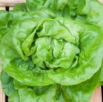 Butterhead Lettuce 'Briweri'