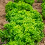 Organic Lollo Bionda Seed