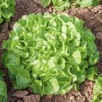 Piro Oak Leaved Lettuce