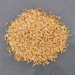 Light Baking Rye Grain