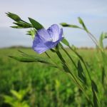 Linseed Flower
